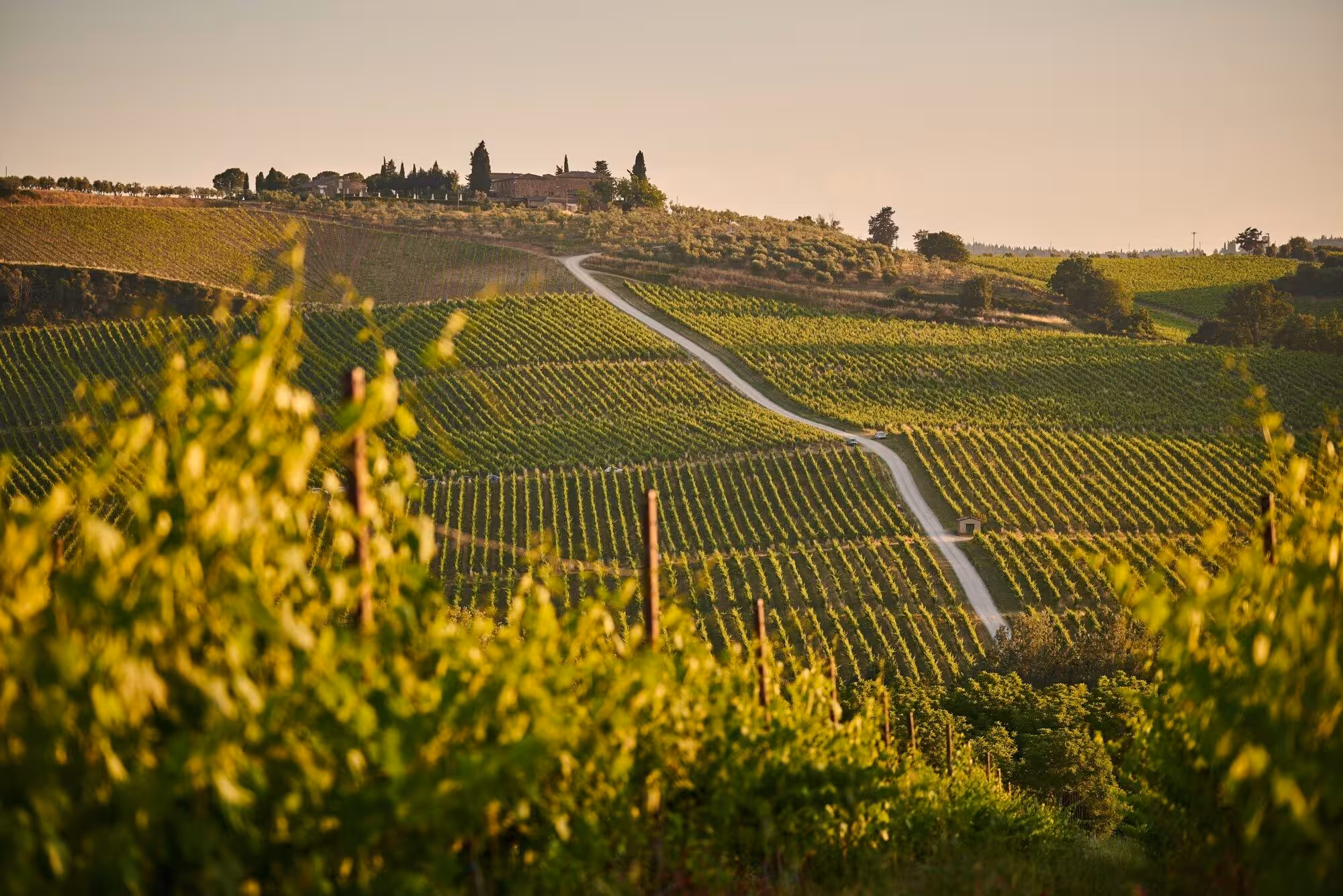 Sentiero agricolo che attraversa una tenuta vinicola toscana.