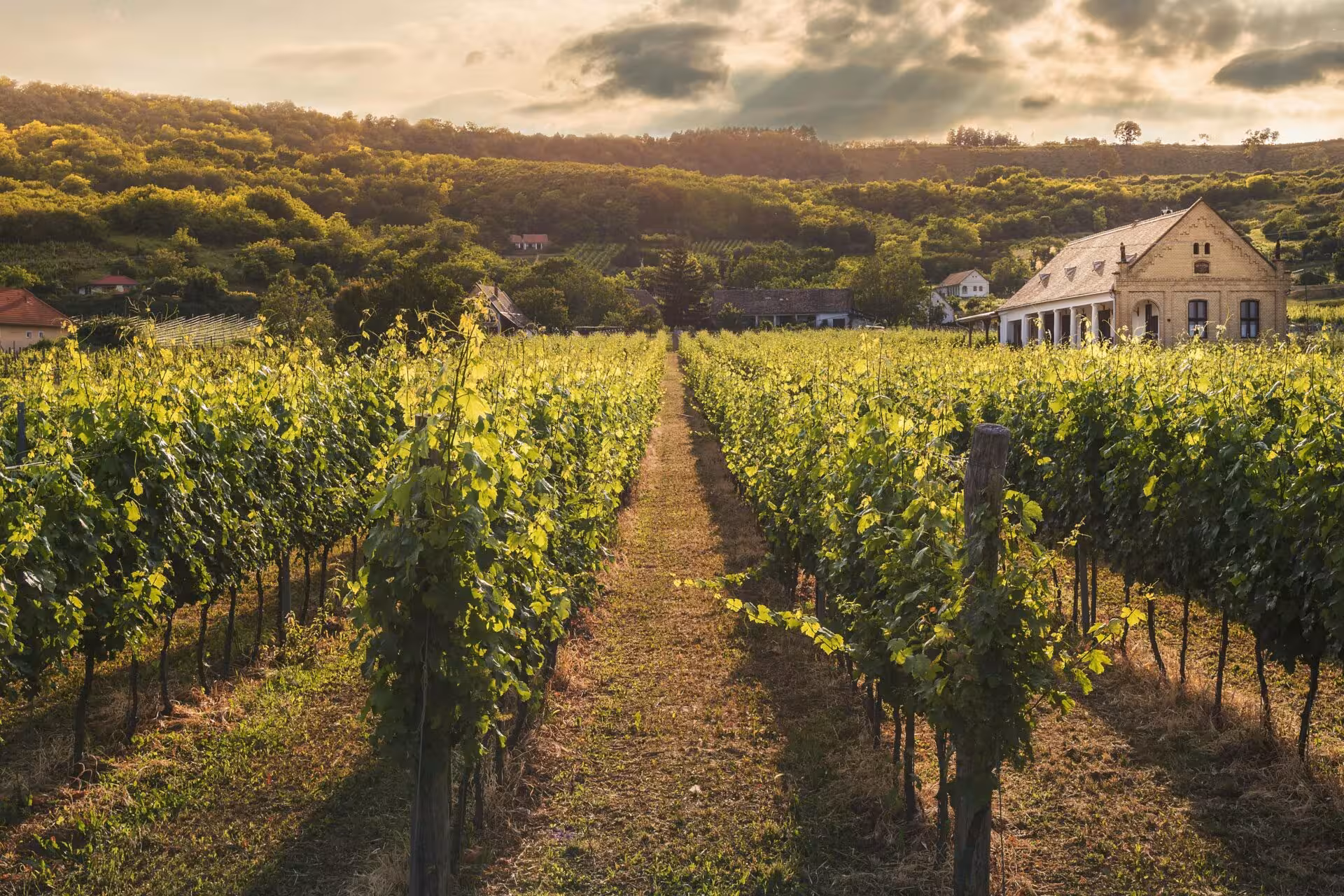 Sentiero agricolo che attraversa i campi coltivati a vite e olivo.